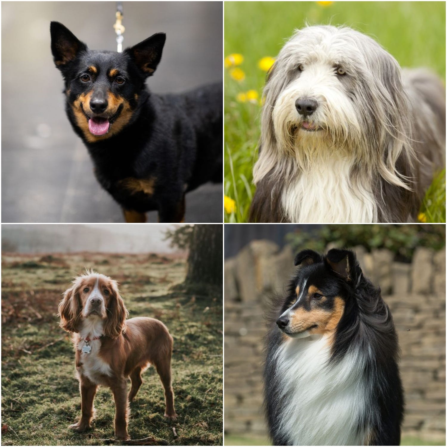 what are the most laid back dog breeds