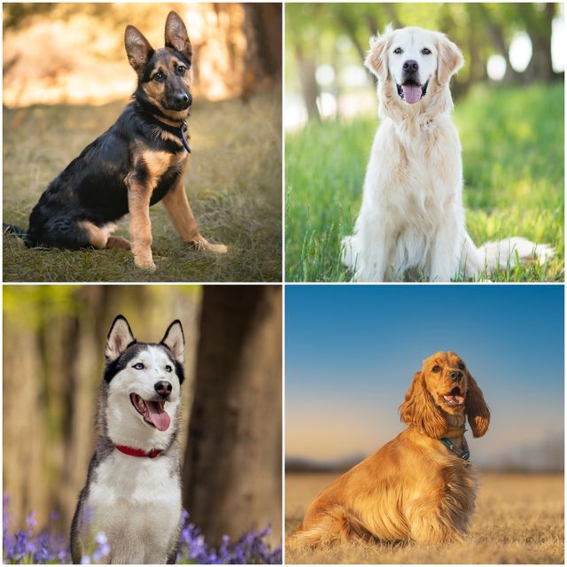 dog breeds most likely to attract conversations with strangers