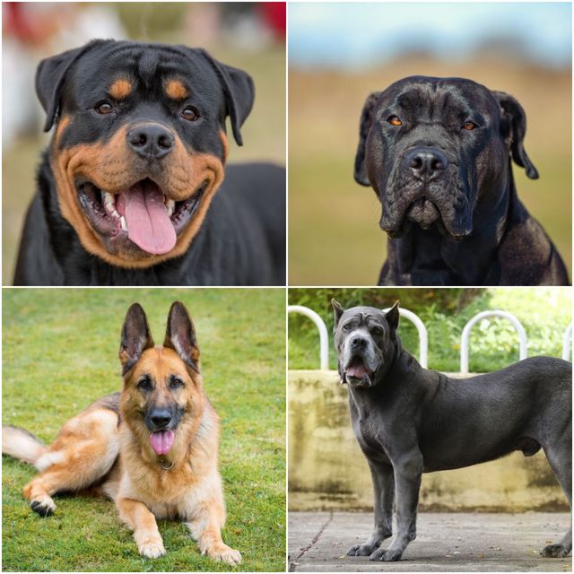 Las 7 razas perros con mas fuerza mordida del mundo