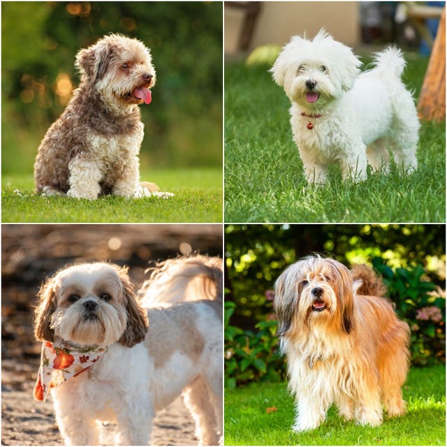 6 Dog Breeds For City-Dwellers