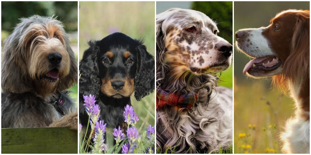 30 Native UK Dog Breeds At Risk Of 