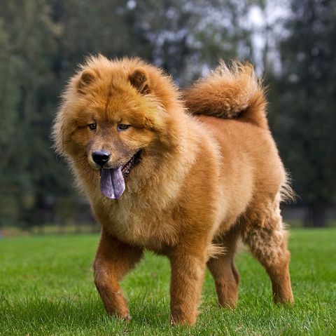 dog-breeds-left-alone-chow-chow