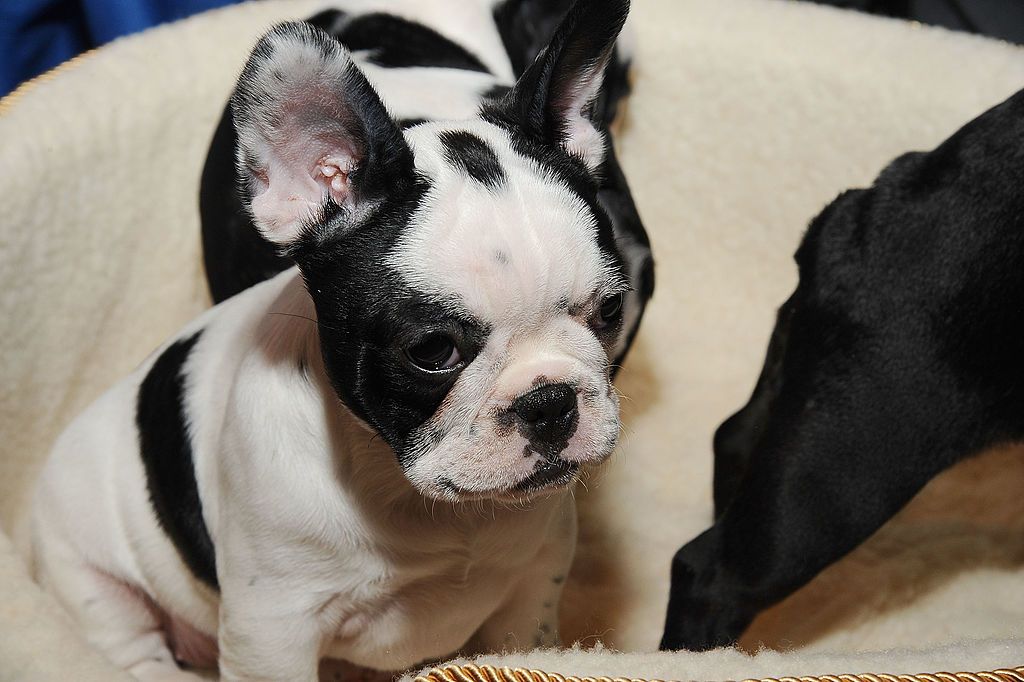 can a boston terrier be left alone