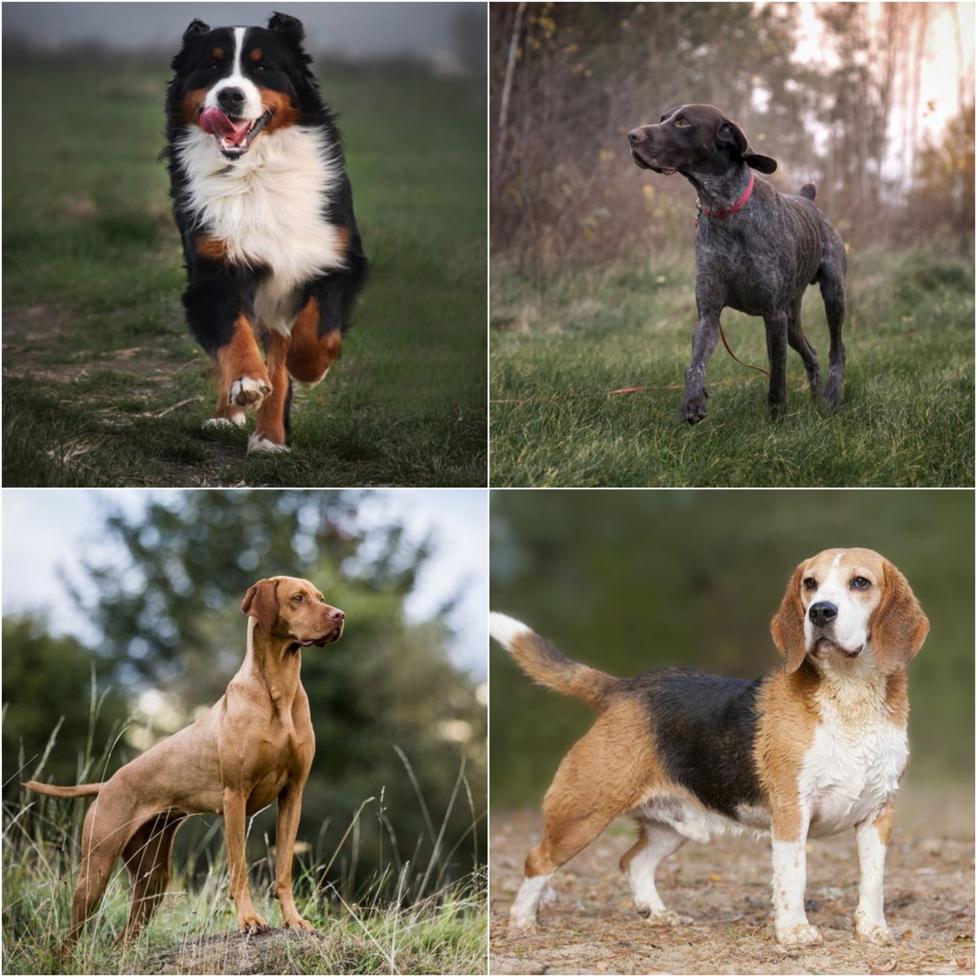 what breed are gun dogs