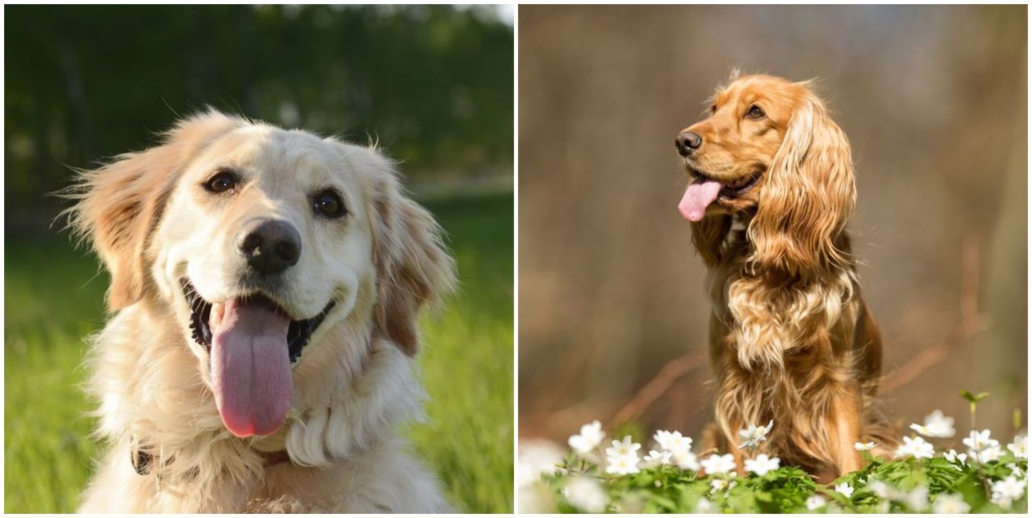what dogs have the best personality