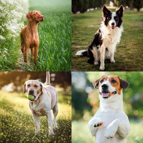 las razas de perro que más odian quedarse solos y tienen ansiedad