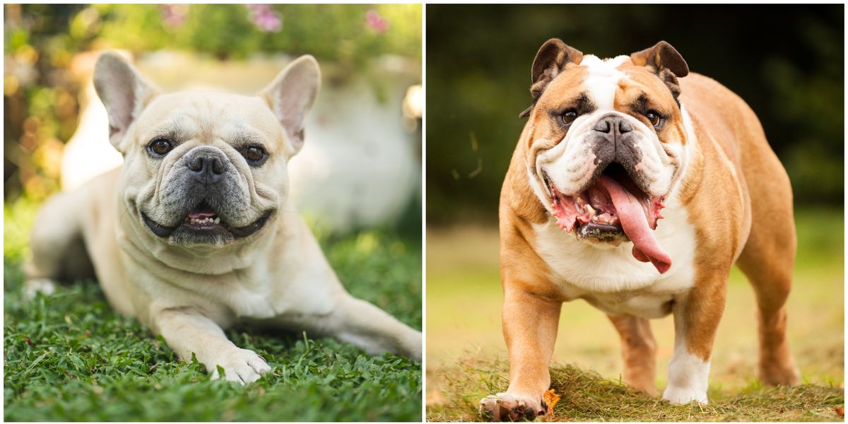 10 Dog Breeds With The Shortest Life Expectancy