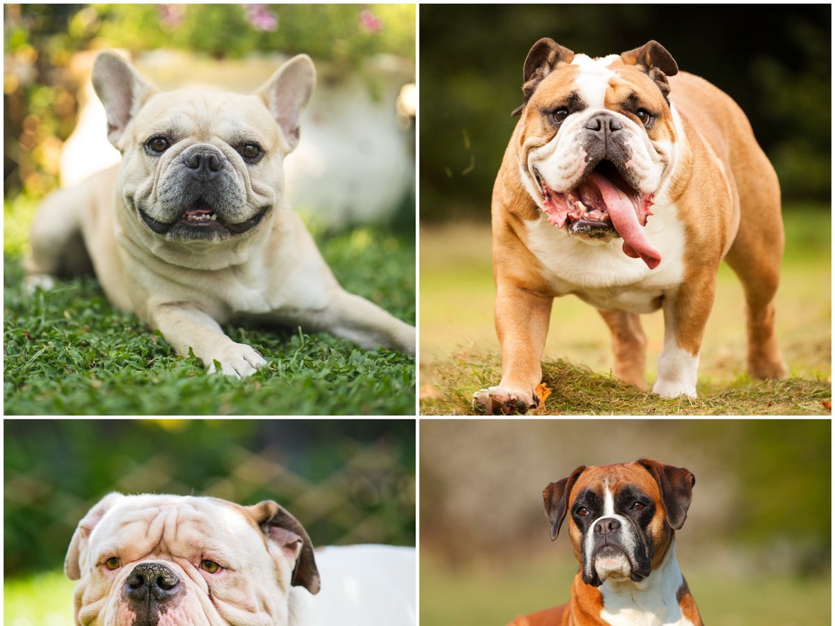 10 Dog Breeds With The Shortest Life Expectancy