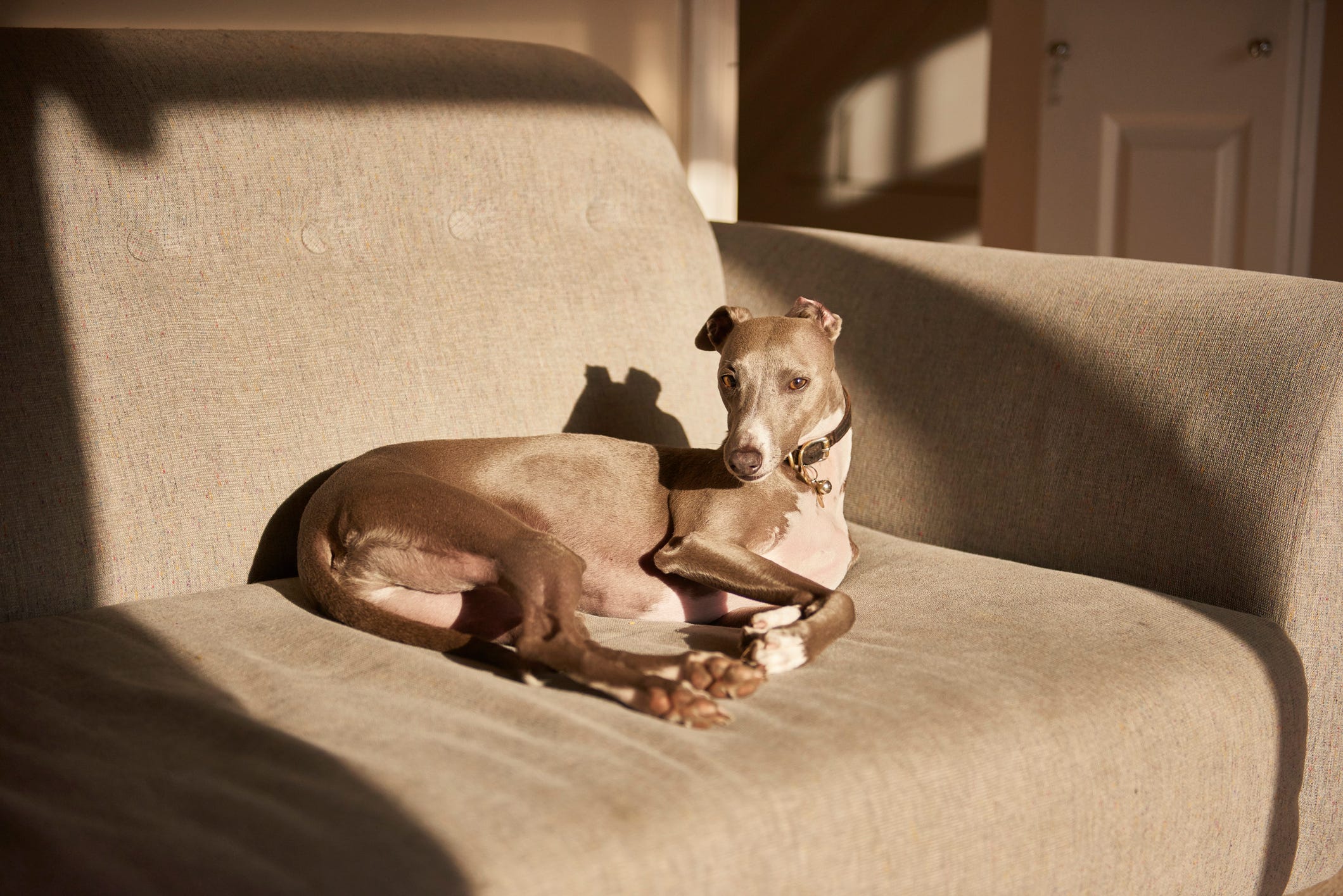 are whippets good with cats