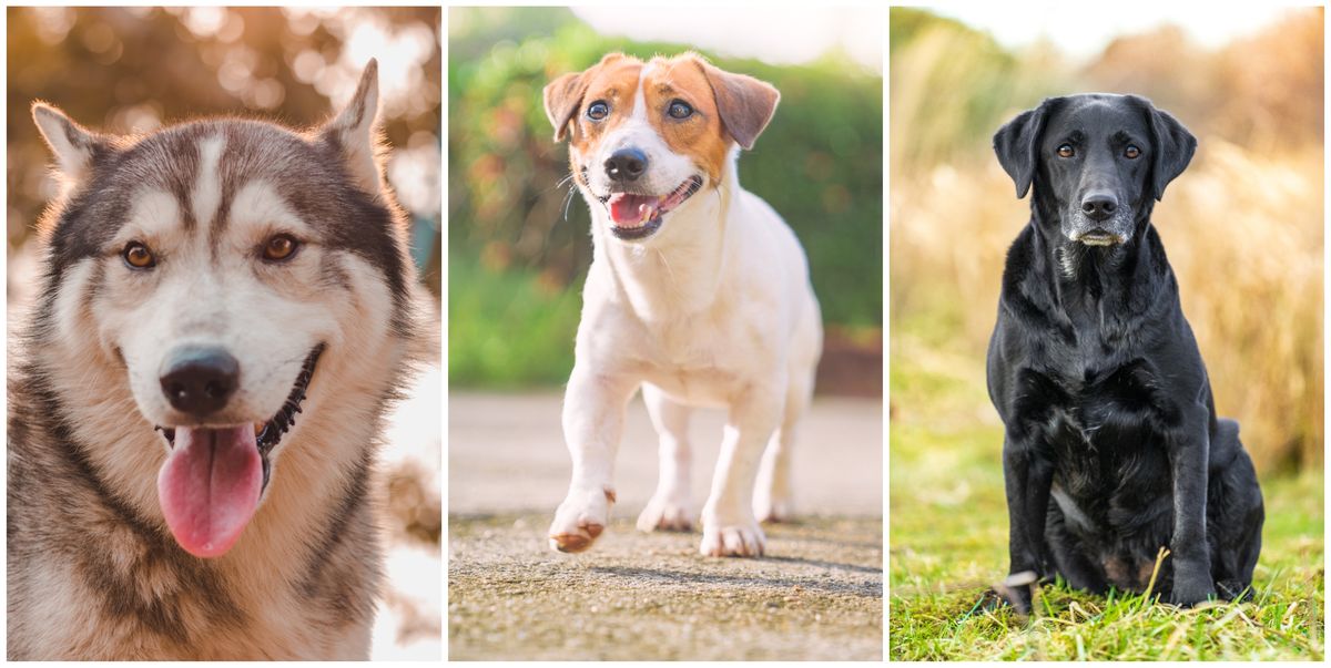 The UK's 20 Favourite Dog Breeds by City Has Been Revealed