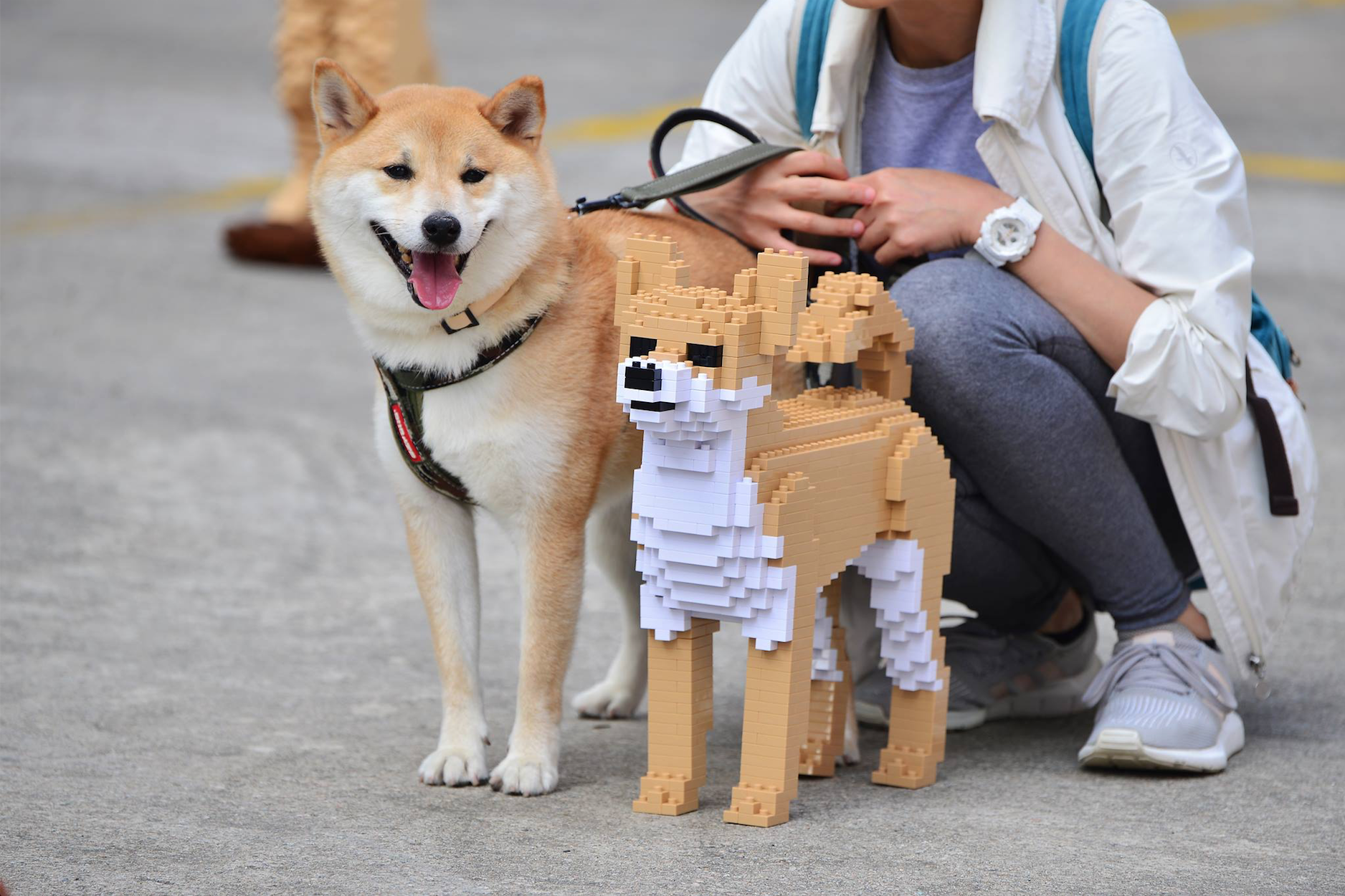 dog building blocks