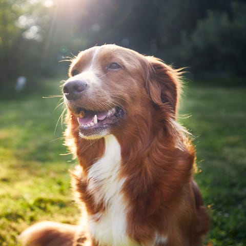 señales de que tu perro tiene mucho calor por el suelo de tu casa