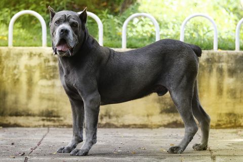 adult cane corso dog