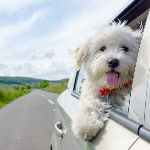 42 Best Dog Instagram Captions Cute And Funny For 42 Best Dog Instagram Captions Cute