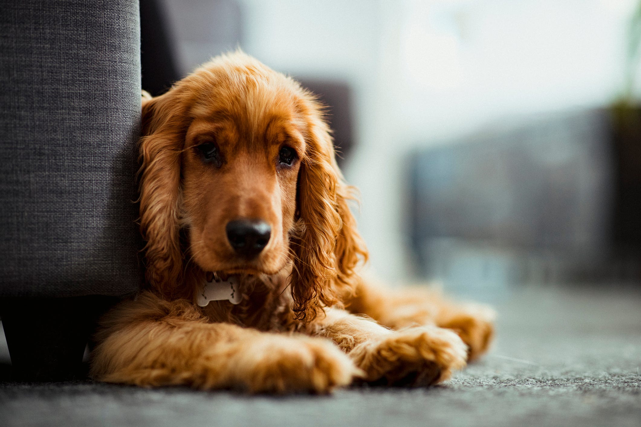 how to treat dog urine stains on carpet