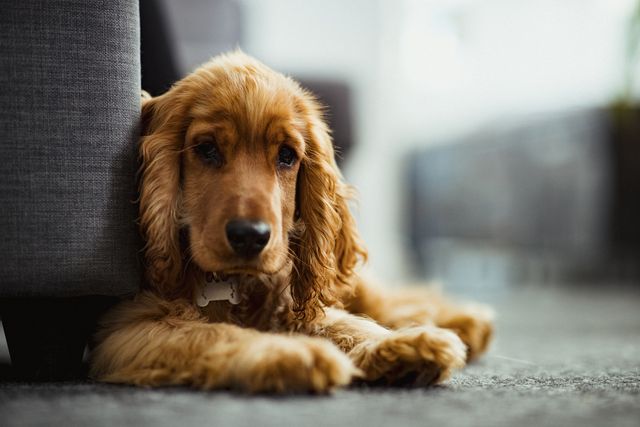 a close up of a cocker spaniel puppy sitting on the floor indoors, looking towards the camera