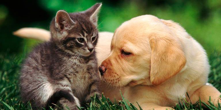 why are dogs and cats the most popular pets