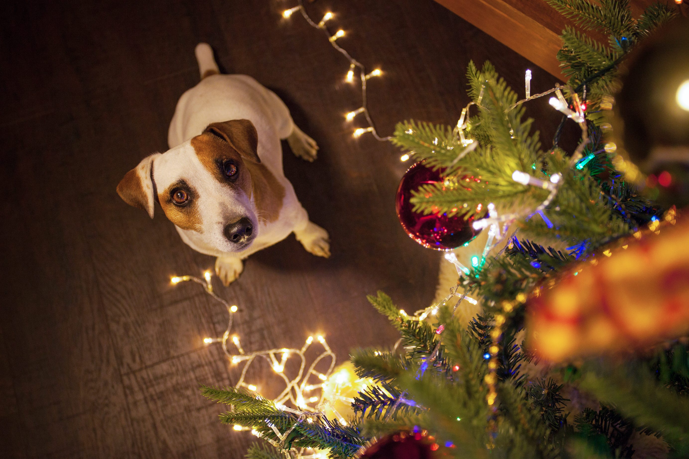 dog christmas tree lights