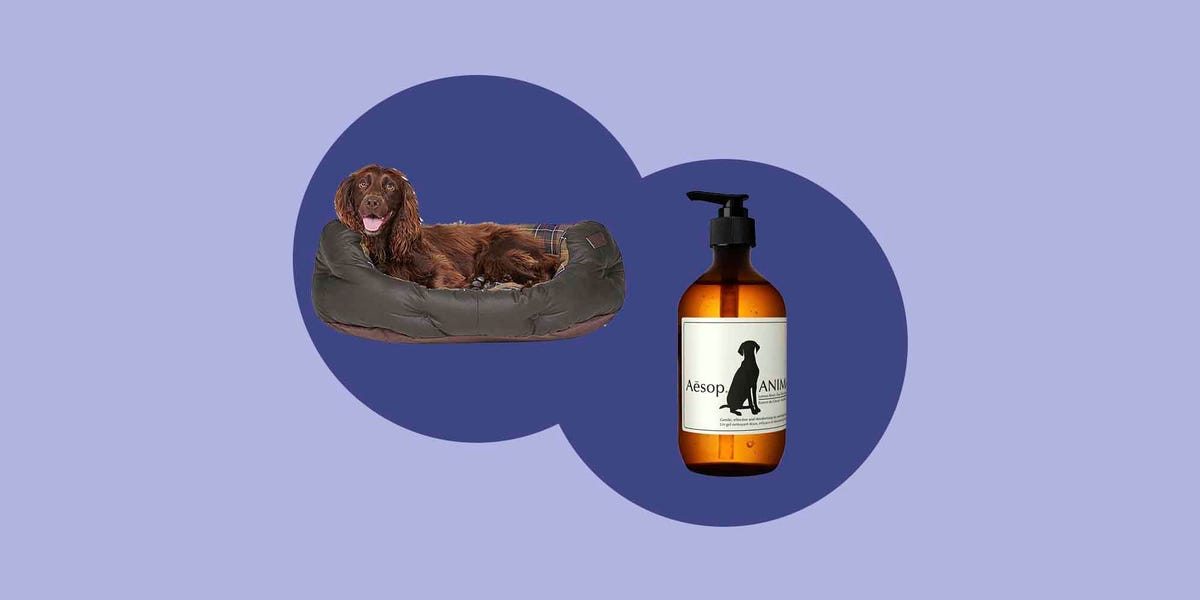 16 Amazing Christmas Presents for Your dog - Christmas dog gifts