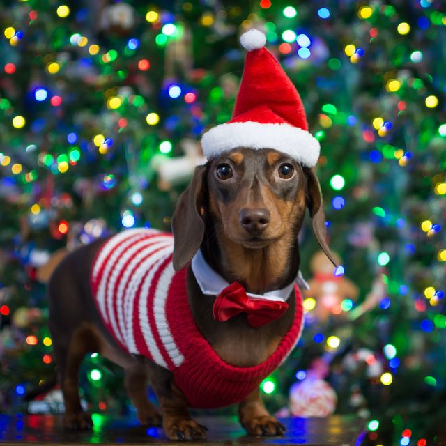 vets issue warning over dogs wearing christmas jumpers and outfits