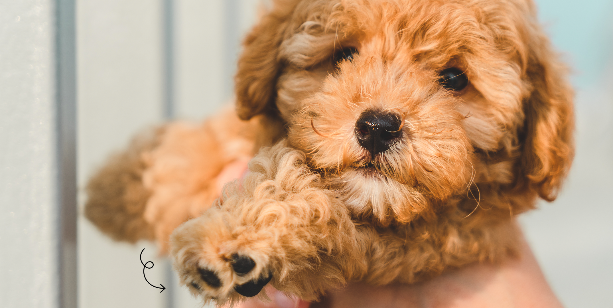 best dog clippers for cavapoo