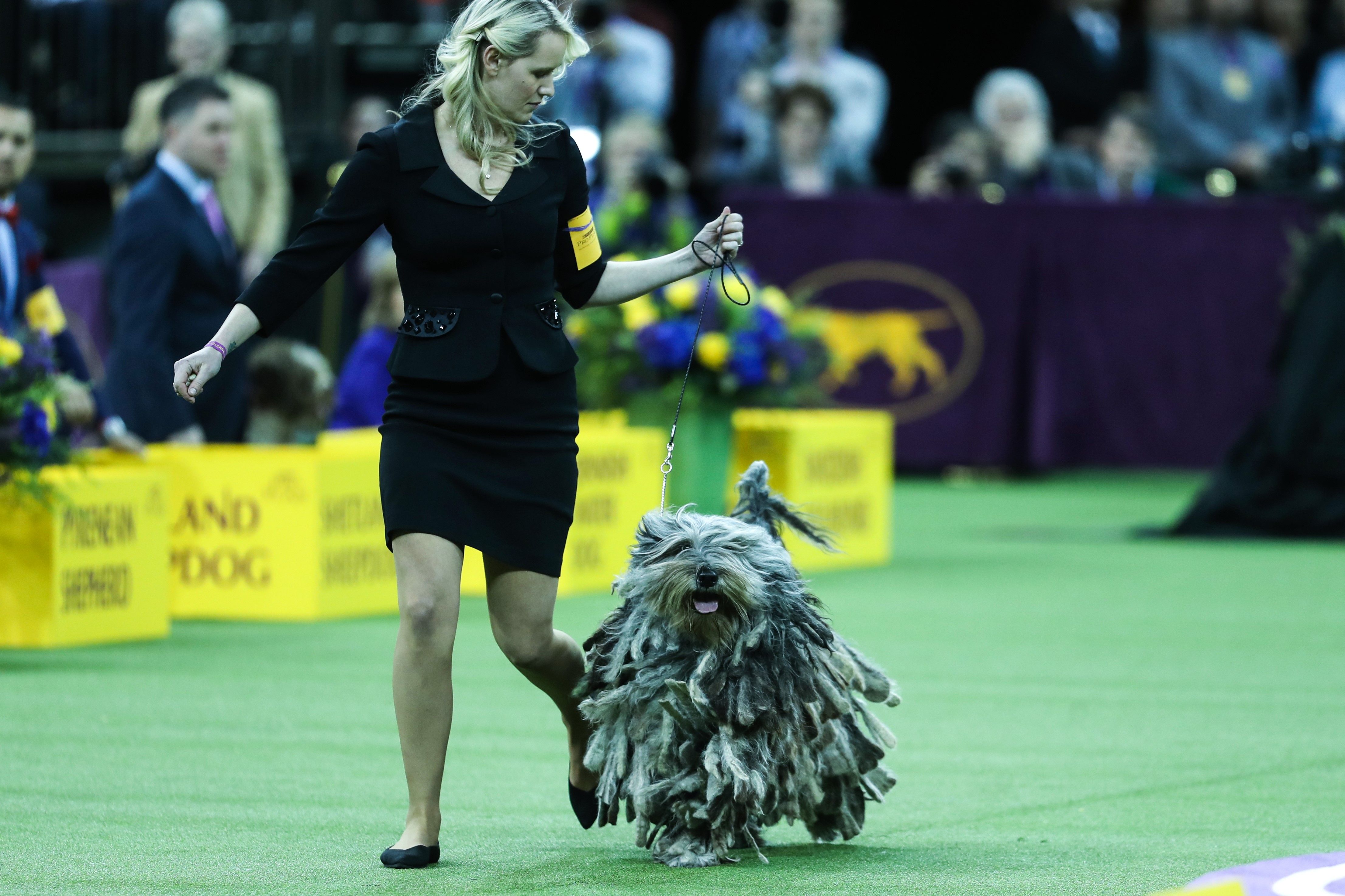 who won the dog show 2019