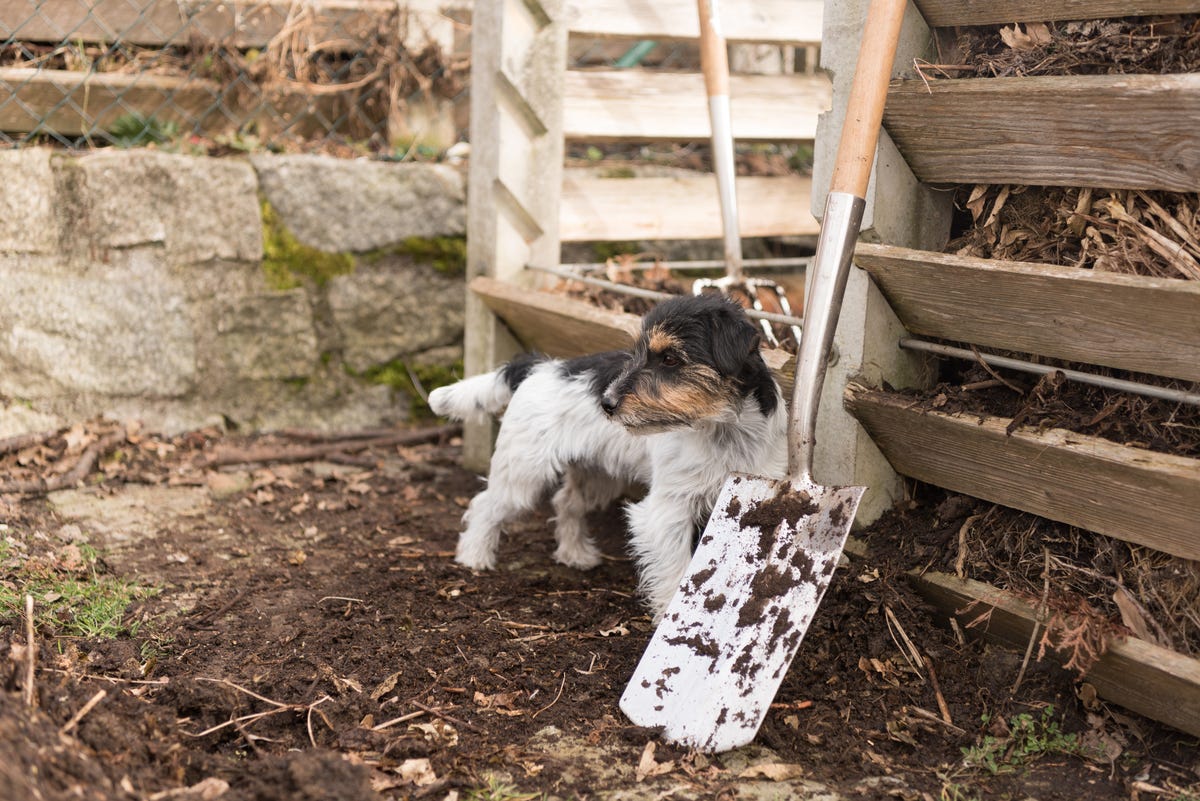 Why is my dog eating compost