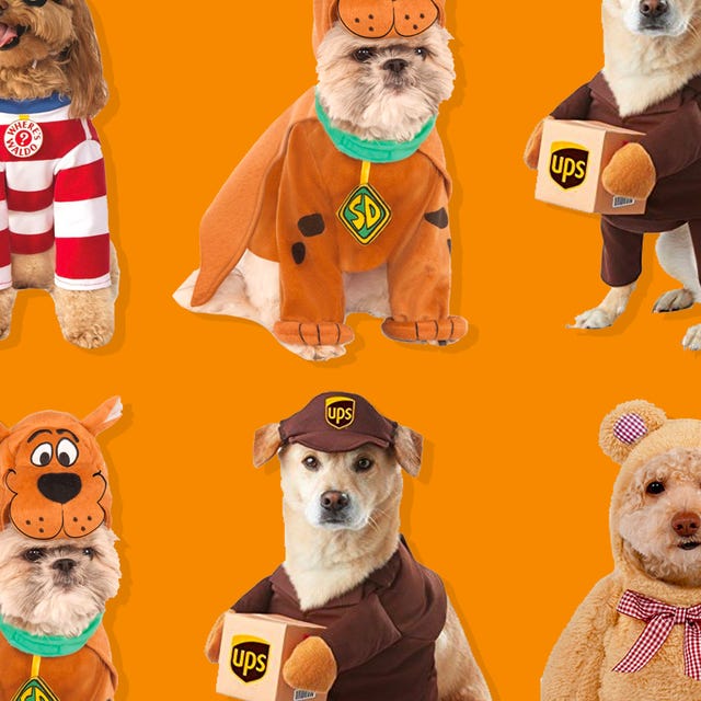 42 Funniest Dog Halloween Costumes 2021