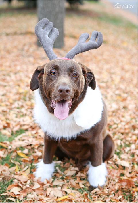 DOG COSTUMES SVEN