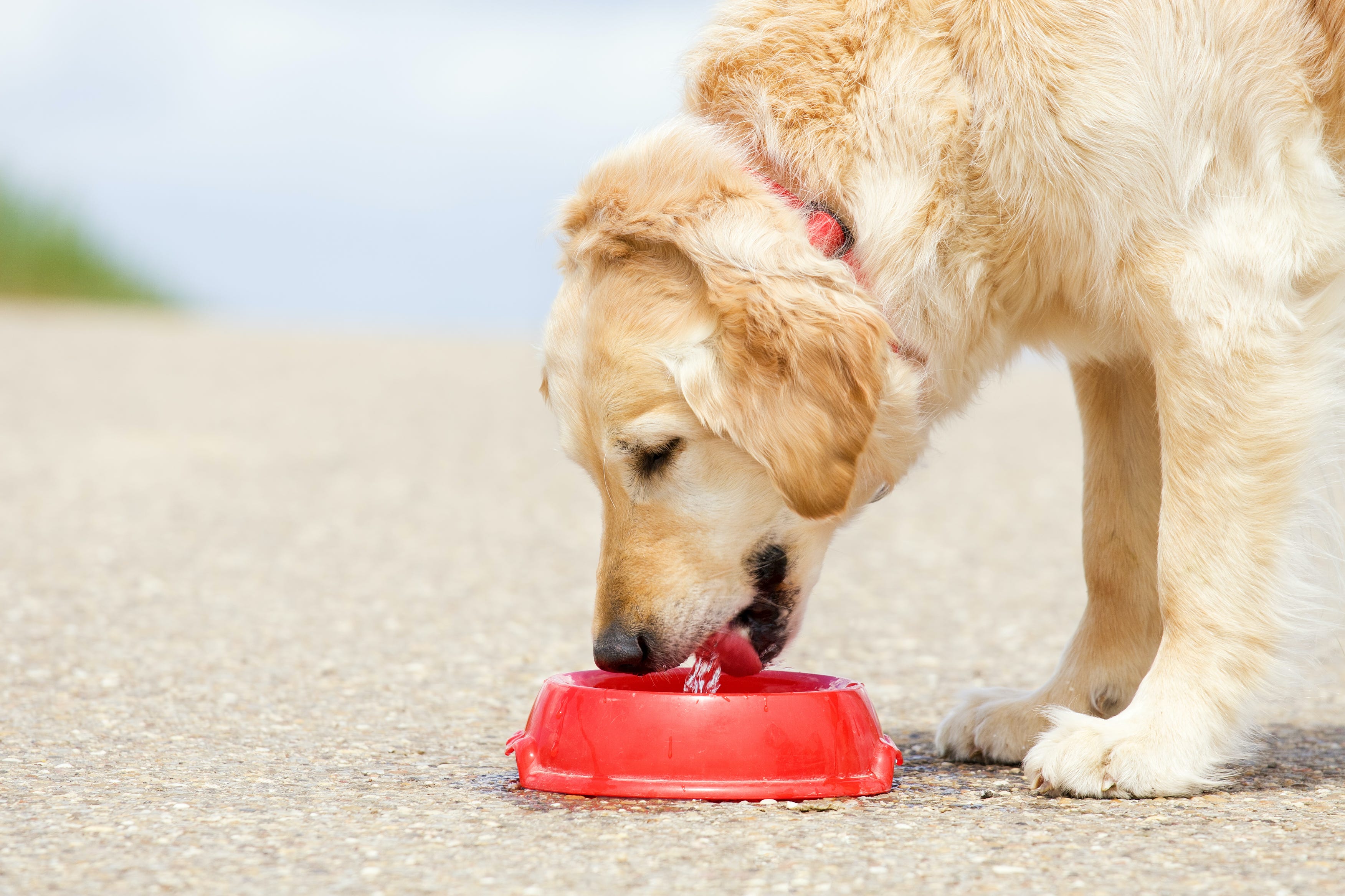 what happens when a dog dehydrated