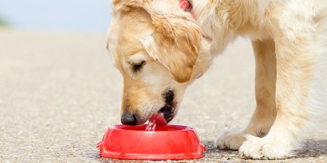 Что делать если собака не пьет. Собака пьет. Собака в воде. Собака хочет пить. Раздражители у собак.