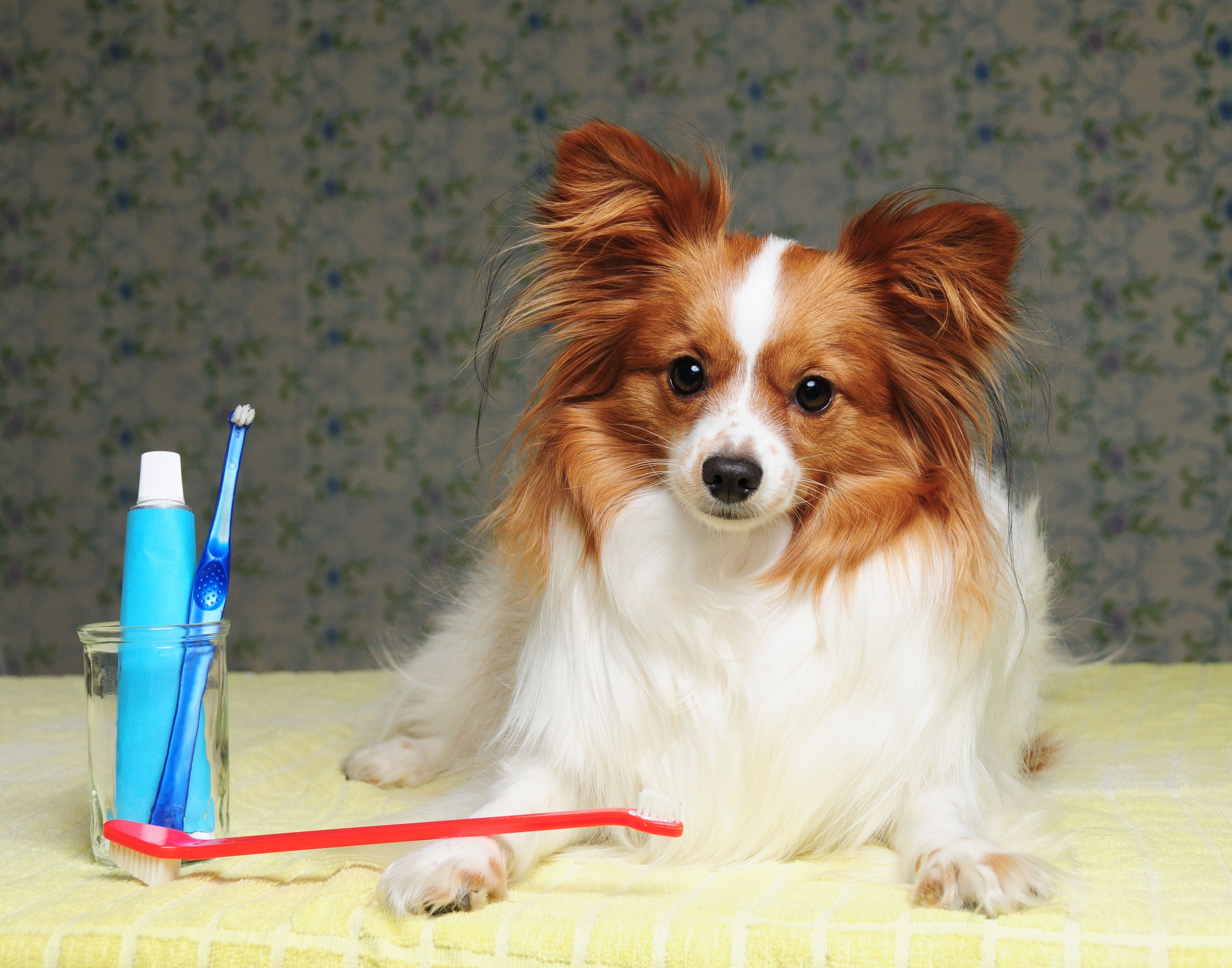 愛犬の歯周病を防ぐには 歯磨き粉からガムまで 歯周病対策アイテムのおすすめ25選