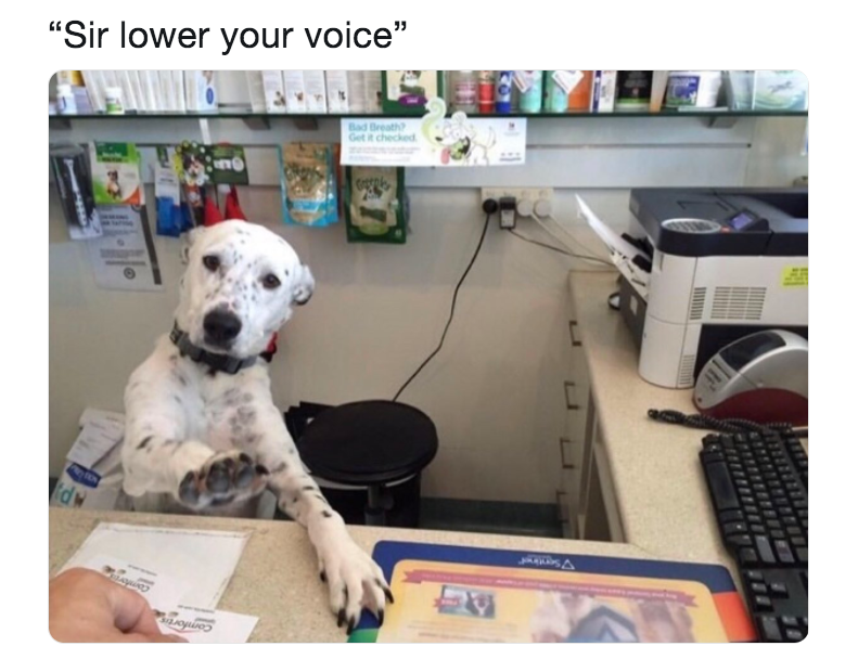 [Image: dog-desk-meme-1546548760.png?crop=0.515x...size=980:*]