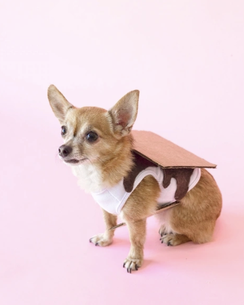 dog dressed in smores halloween costume