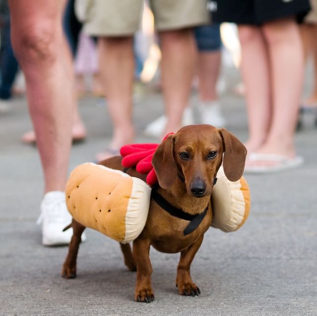 dog dressed up as hot dog with ketchup