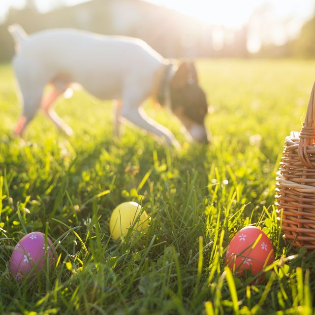 easter eggs in a basket on the grass on a sunny spring day close up running dog in the background