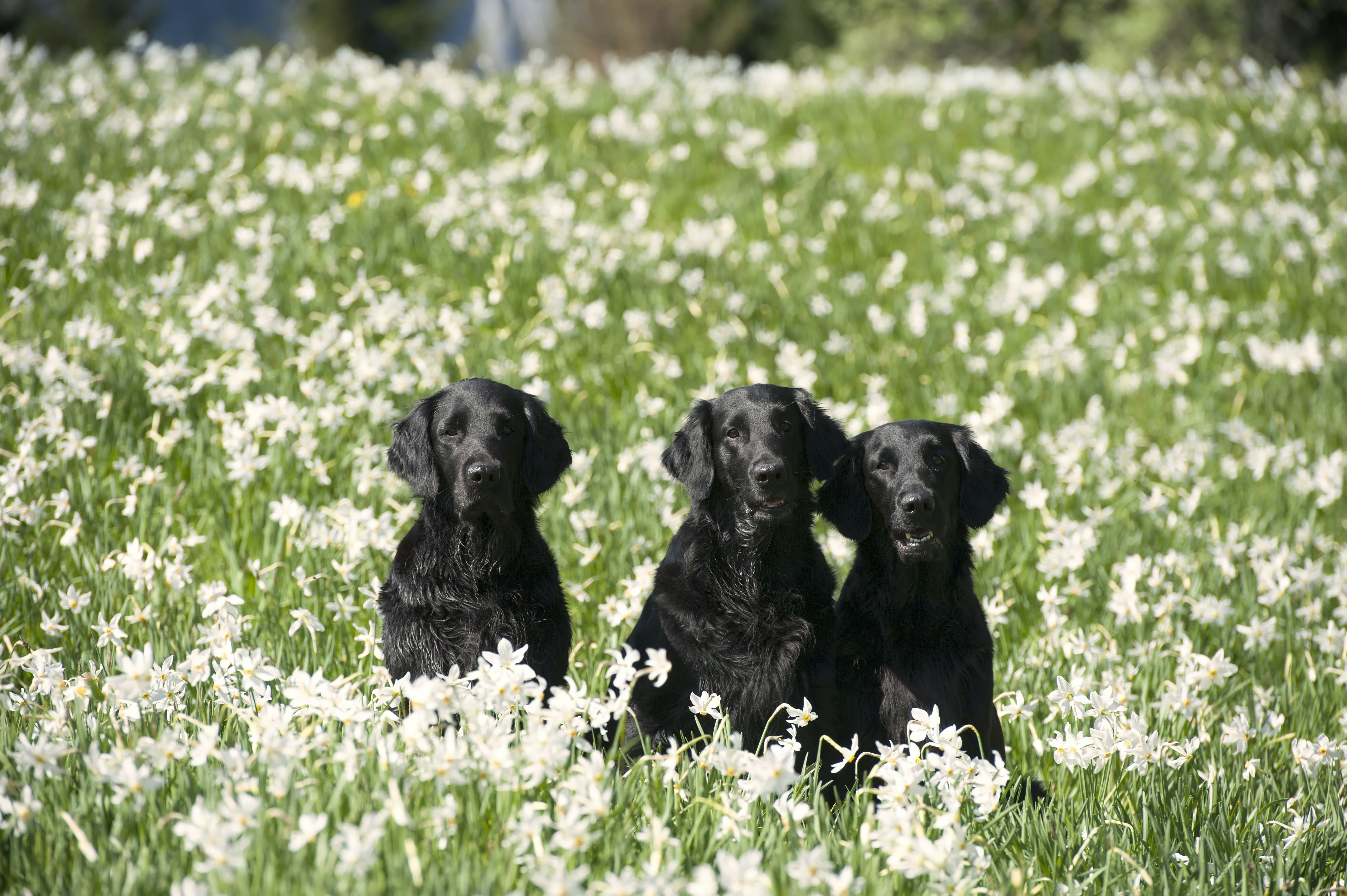 is polyester toxic to dogs