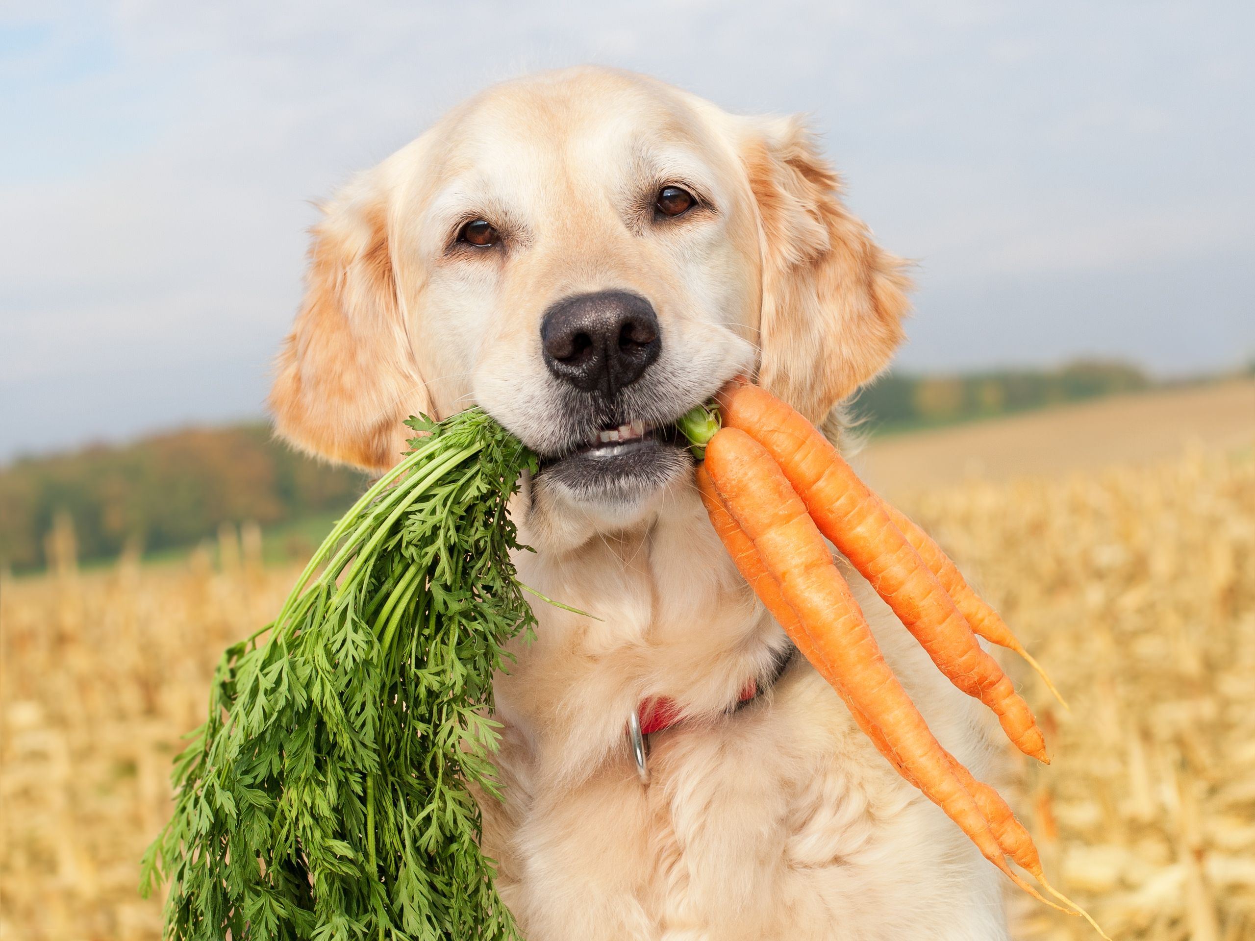 A Third Of Pet Owners Would Consider Making Their Animal Vegan, New Study  Reveals