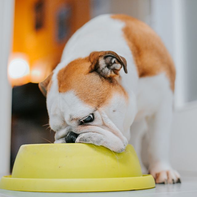 cleaning dog bowl, dog eating from his bowl indoor