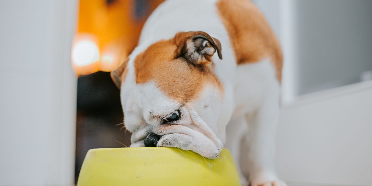 How Often You Wash Your Pet’s Bowl Can Impact Your Health and Pose Infection Risk