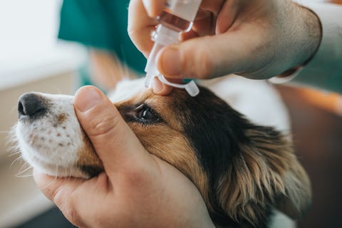 close up of a dog receiving eye drops during medical exam at animal hospital