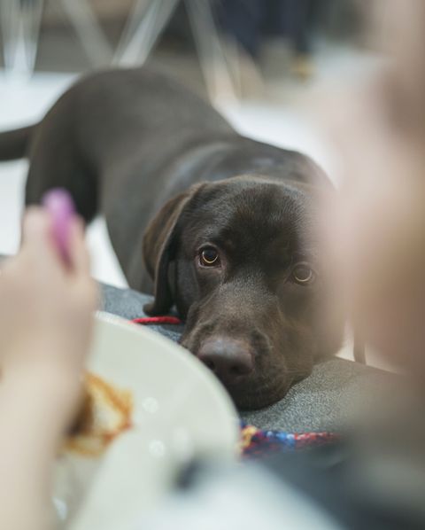 dog eyeing up child's food