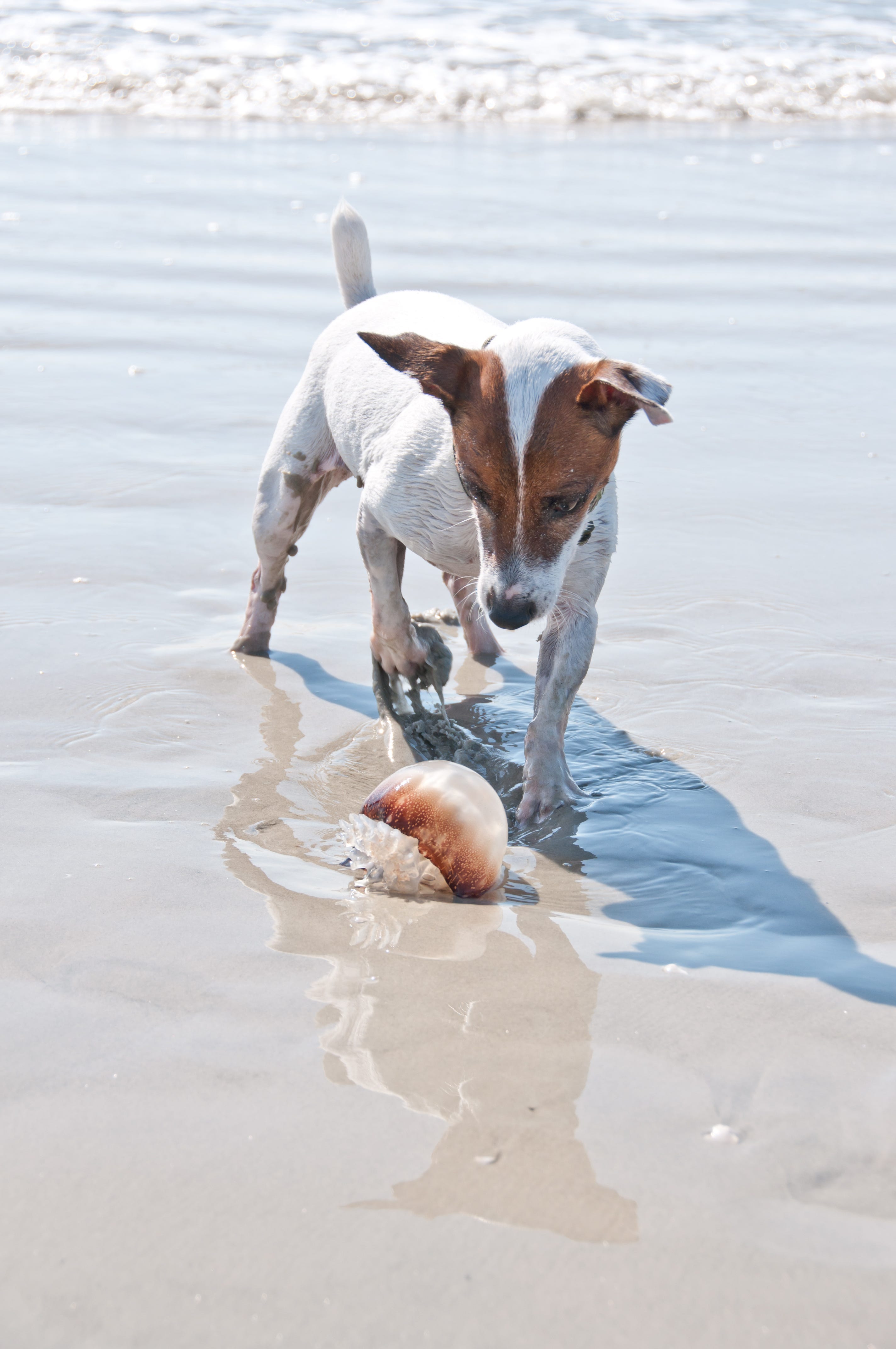 are moon jellyfish dangerous to dogs