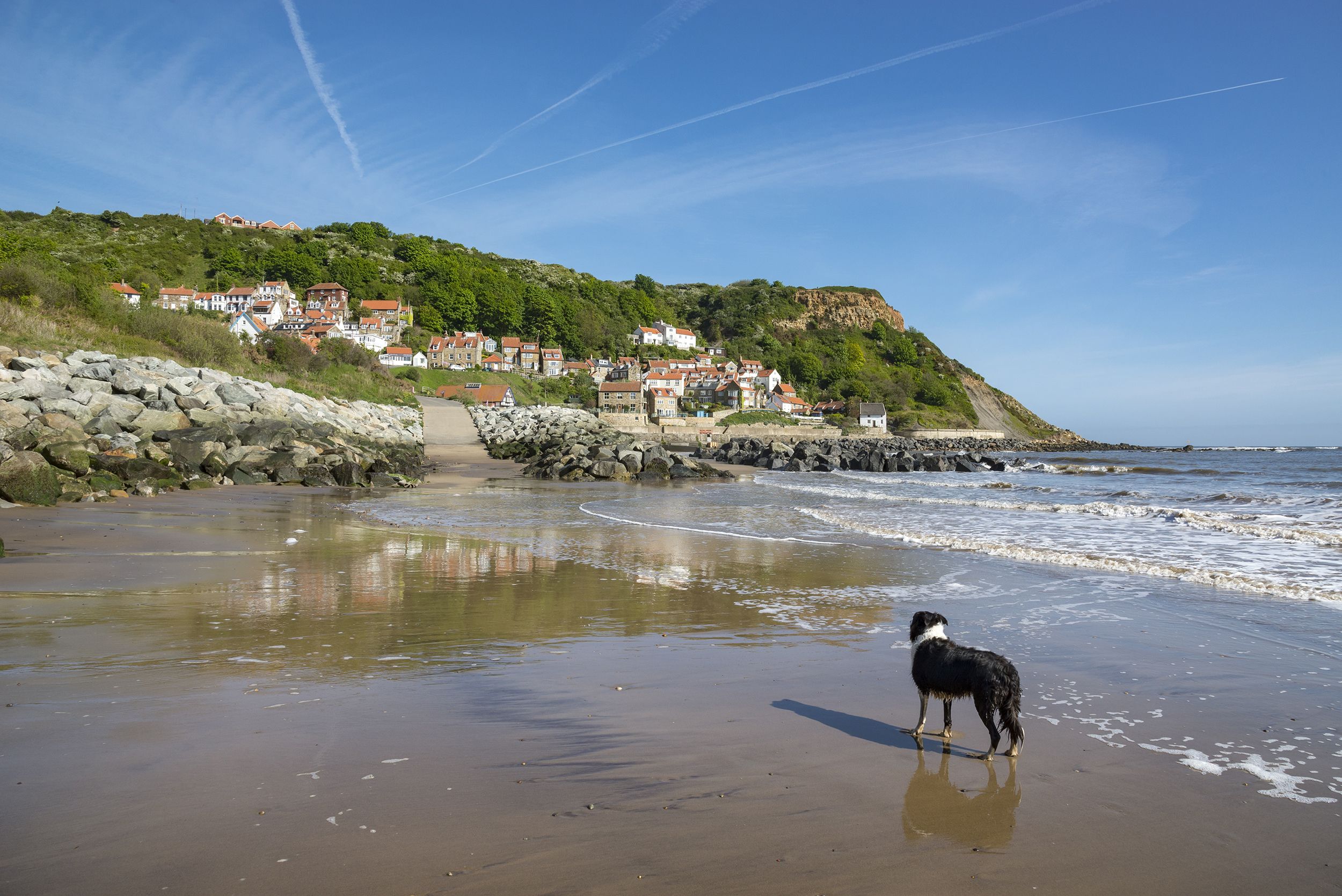 what is the best beach dog