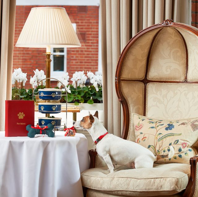 The best dogfriendly hotels in London for 2021