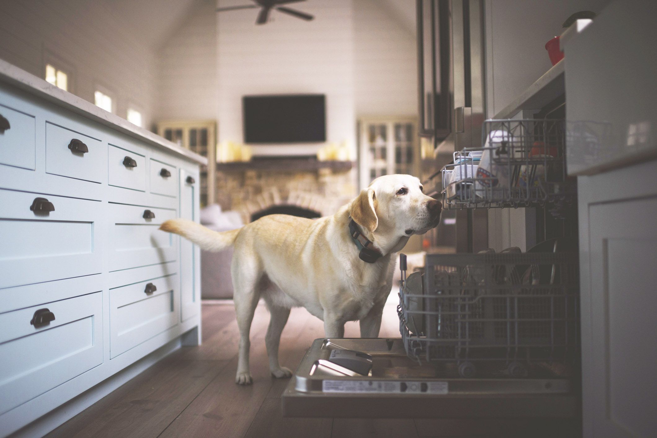 how do i dog proof my kitchen