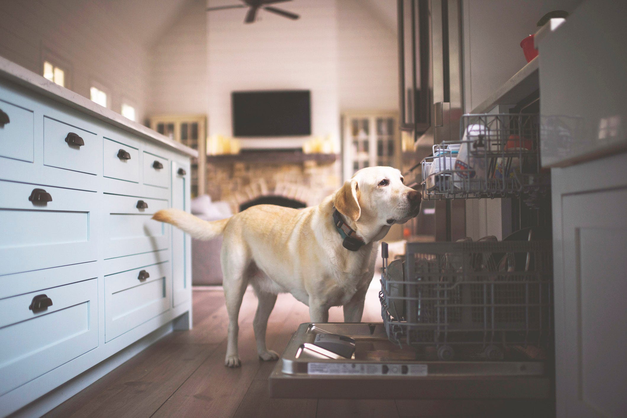 how do i dog proof my kitchen cabinets