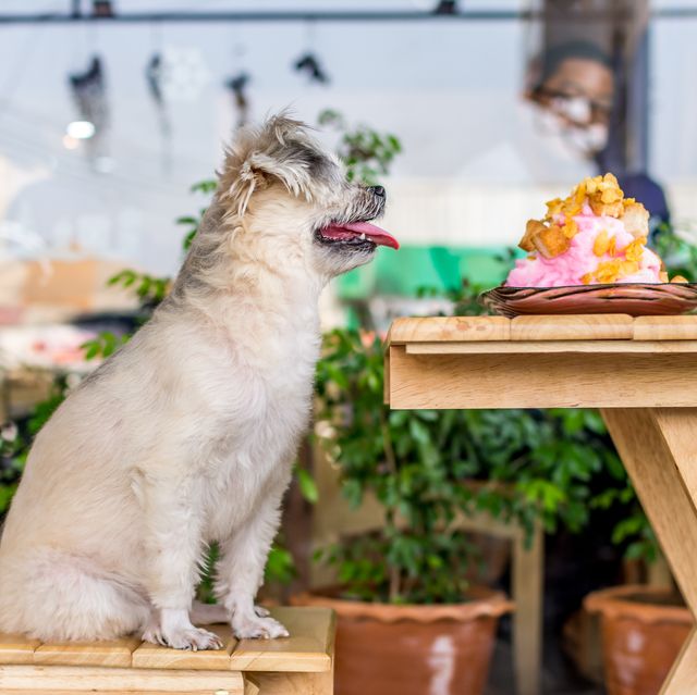 eat a meal with your pup no matter where you are with this state by state list of dog friendly restaurants