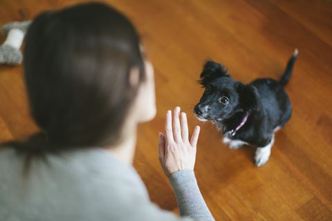 High Ideas To Cease Canines Leaping Up At Guests