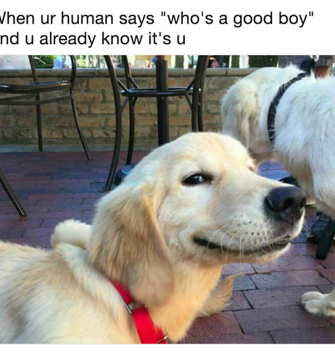 dog-good-boy-meme-1546528845.png